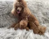 Toy Poodle