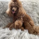 Toy Poodle