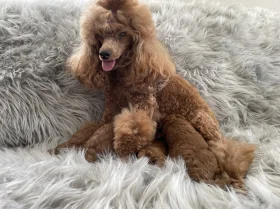 Toy Poodle