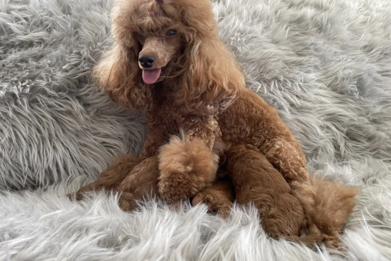 Toy Poodle