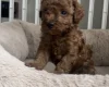 Toy Poodle