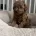 Toy Poodle