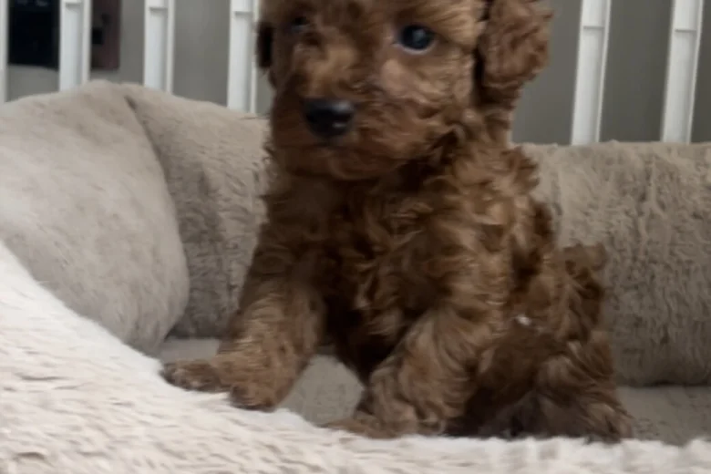 Toy Poodle