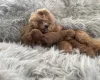 Toy Poodle