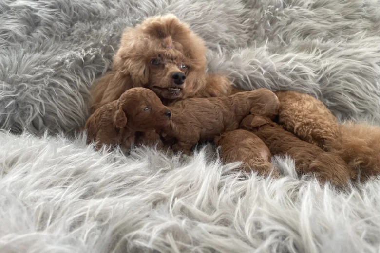 Toy Poodle