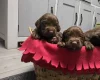Cocker Spaniel (Working)