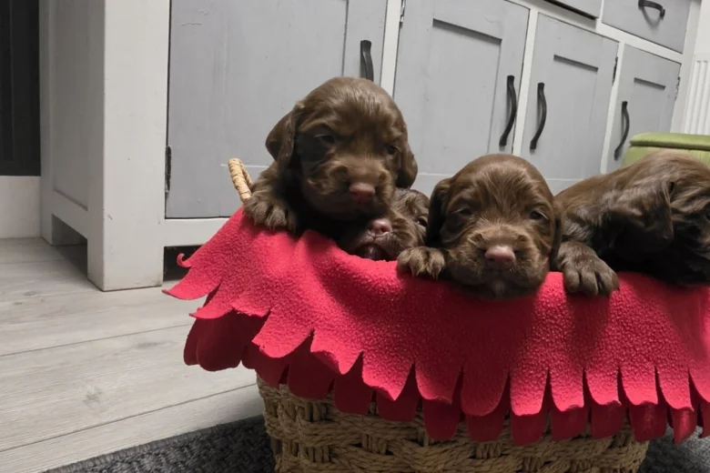 Cocker Spaniel (Working)
