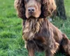 Cocker Spaniel (Working)