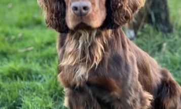 Cocker Spaniel (Working)