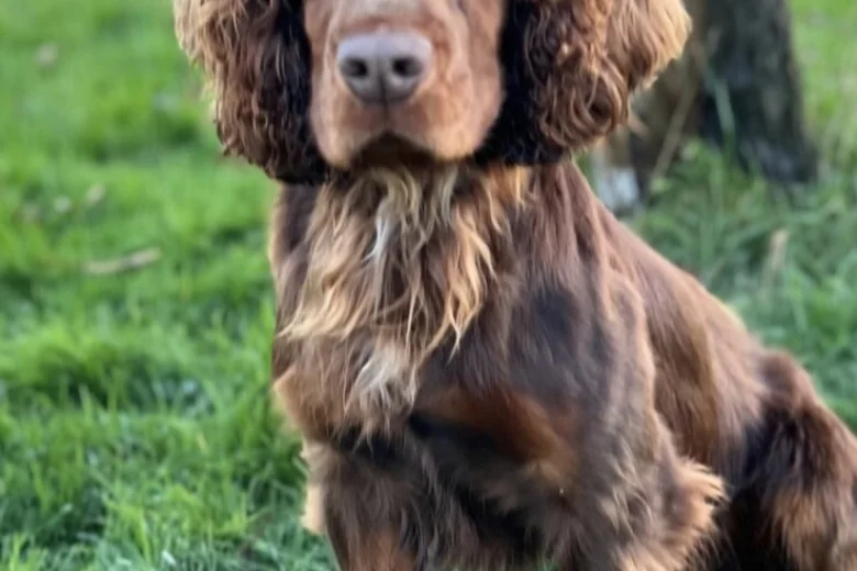 Cocker Spaniel (Working)