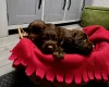 Cocker Spaniel (Working)