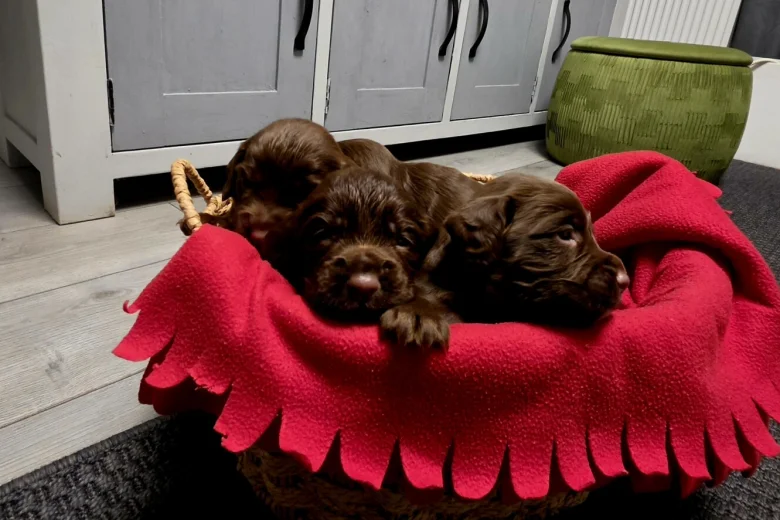 Cocker Spaniel (Working)