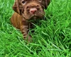 Cocker Spaniel (Working)