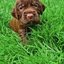 Cocker Spaniel (Working)