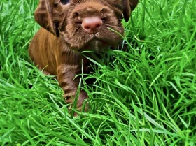 Cocker Spaniel (Working)
