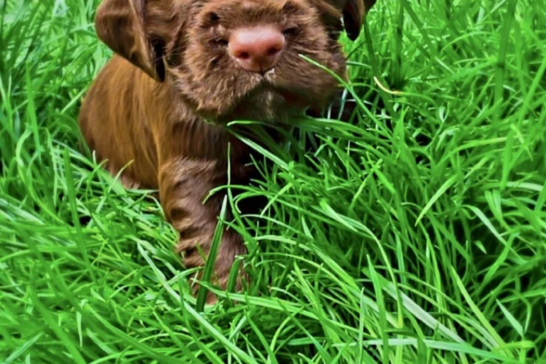 Cocker Spaniel (Working)