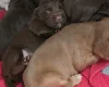 Cocker Spaniel (Working)