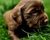 Cocker Spaniel (Working)