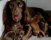 Cocker Spaniel (Working)