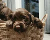 Cocker Spaniel (Working)