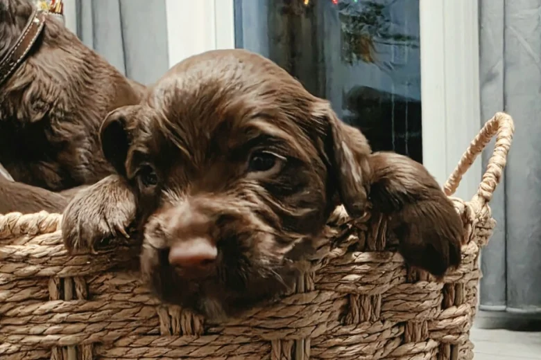 Cocker Spaniel (Working)