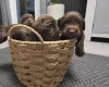 Cocker Spaniel (Working)