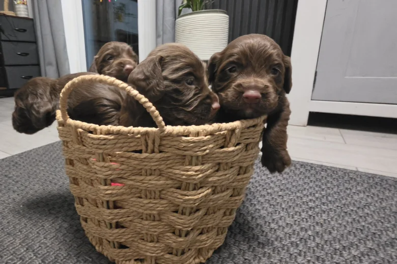Cocker Spaniel (Working)