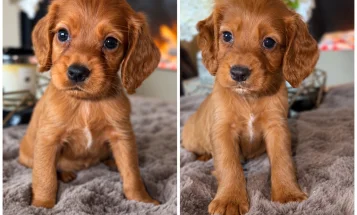 Cocker Spaniel (Working)