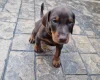 Doberman