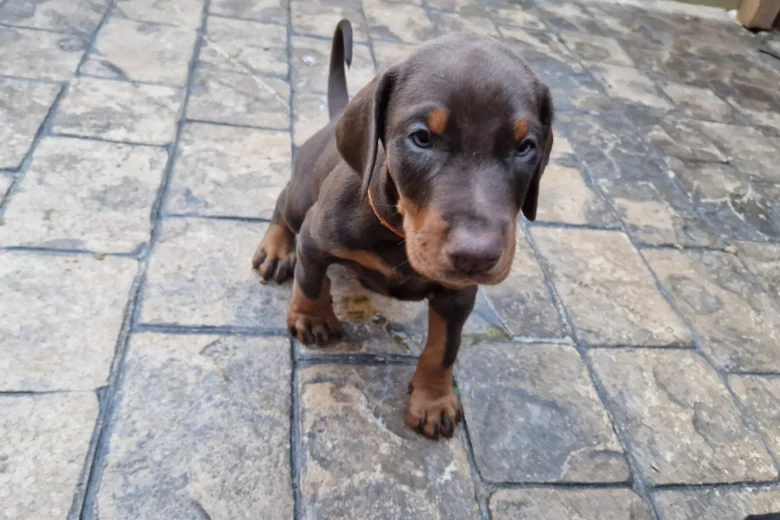 Doberman