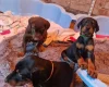 Doberman