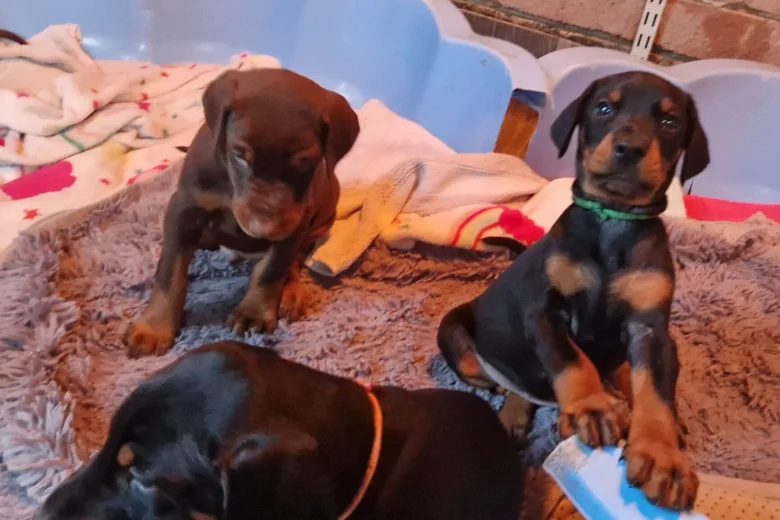 Doberman