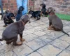 Doberman
