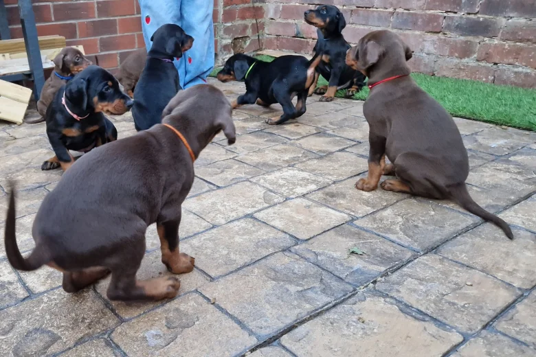 Doberman