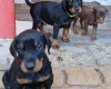 Doberman