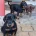 Doberman