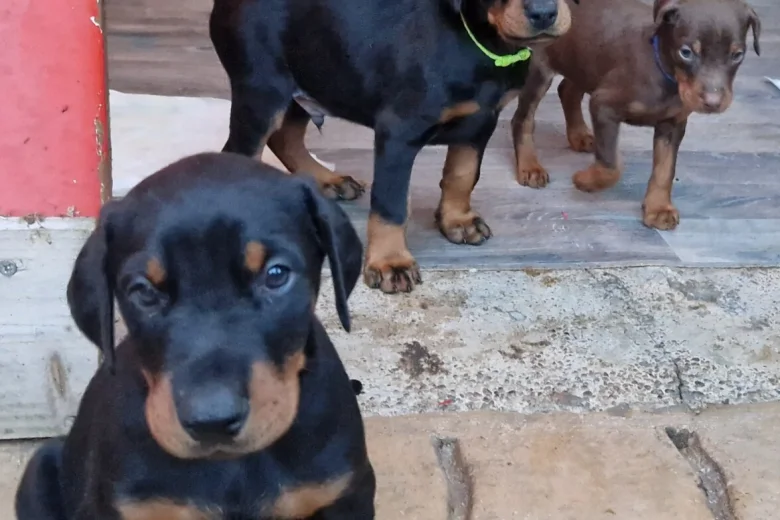 Doberman