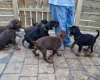 Doberman