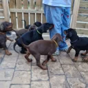 Doberman
