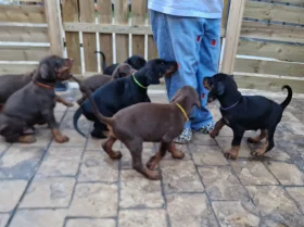 Doberman
