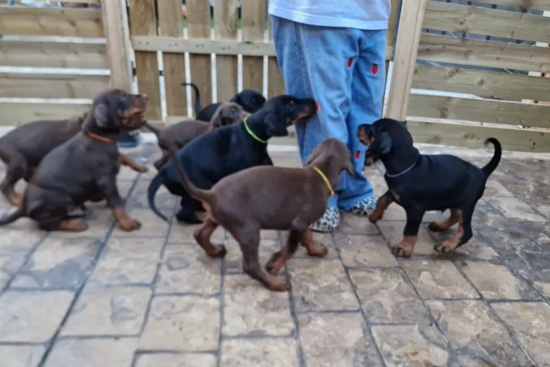 Doberman