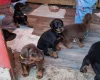 Doberman
