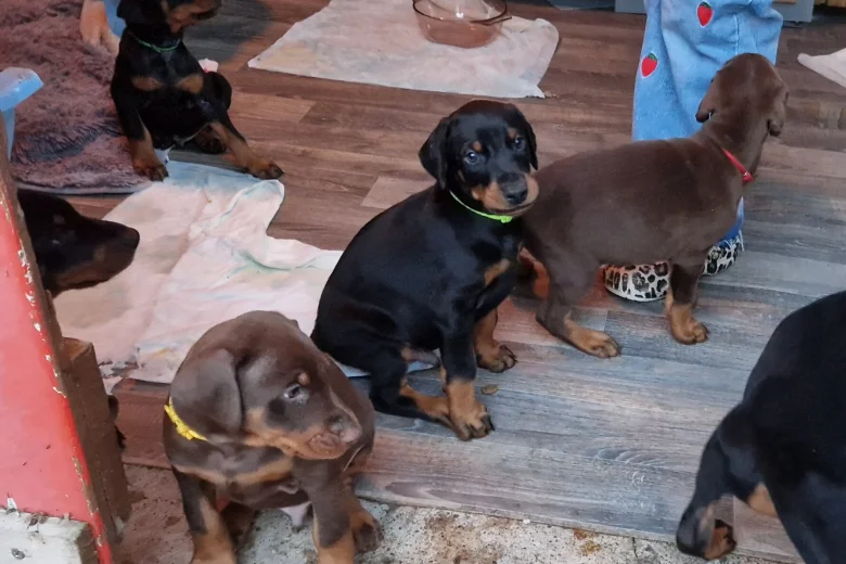 Doberman