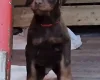 Doberman