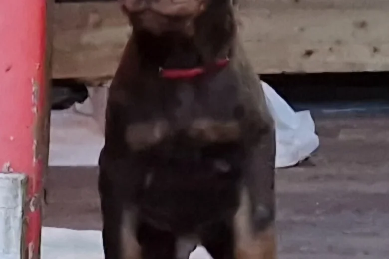 Doberman