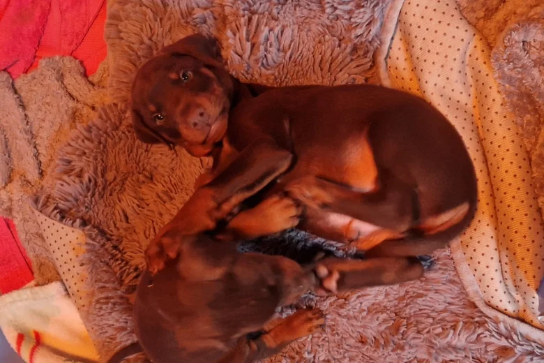 Doberman