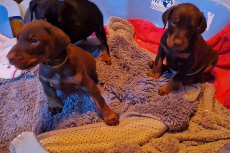 Doberman