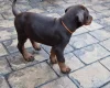 Doberman