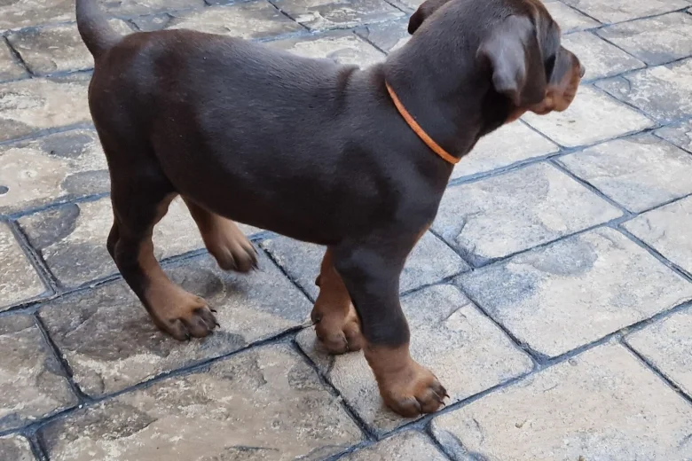 Doberman