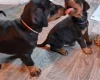 Doberman